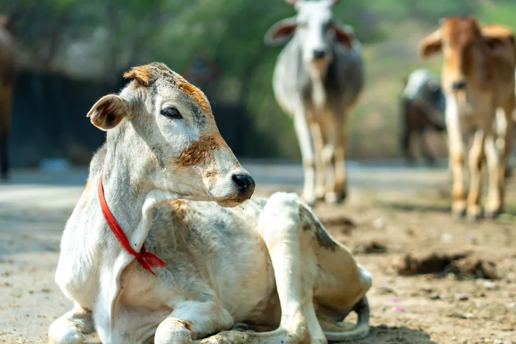 animal sanctuary